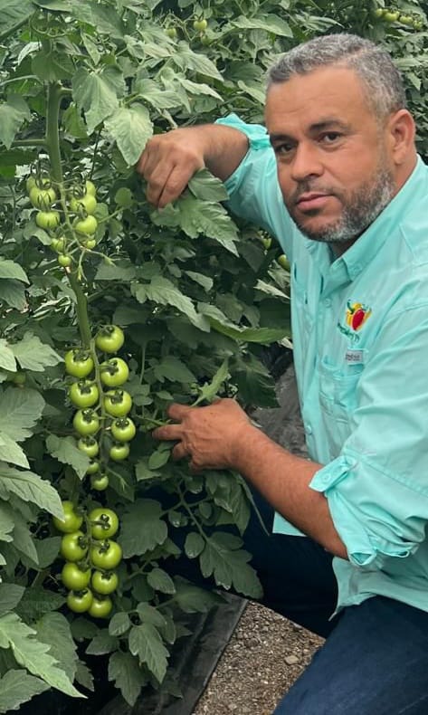 Tomate En Racimo Tomate en Racimo: Variedad producida en El Pinar y se consume en todo ...