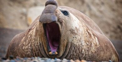 La gripe aviar altamente patógena merma la colonia de elefantes marinos